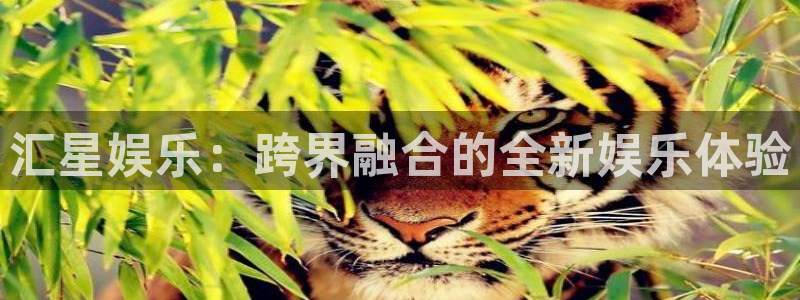 wg电子平台：汇星娱乐：跨界融合的全新娱乐体验